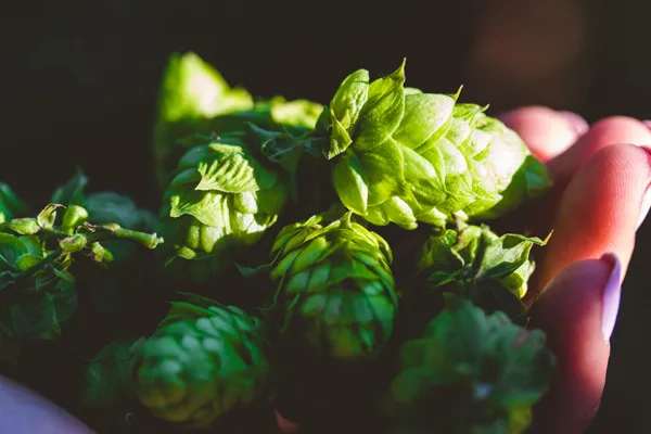 Forty-Eight Hours of Glory: Inside the Race to Brew Beer With Hops Still Warm From the Vine